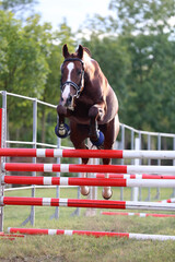  Horse loose jumping on breeders event outdoors