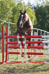  Horse loose jumping on breeders event outdoors