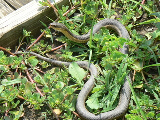 GARTER SNAKE