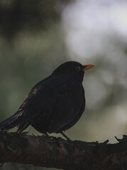 Common blackbird