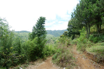 Fototapeta na wymiar Pine forest area on the slopes of the mountain