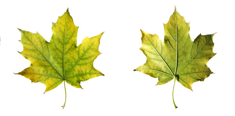 Autumn leaf on white background. Isolated maple tree leaf. Front and back side