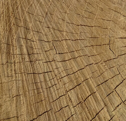 Light brown texture of cut tree