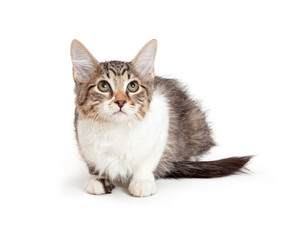 Fototapeta premium Cute Tabby and White Kitten Looking Up