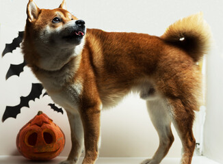 Halloween Pumpkin with bats and red dog Shiba Inu isolated on 
white background