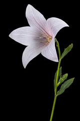 Pink flower of Platycodon grandiflorus or bellflowers, isolated on black background