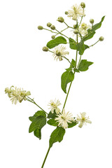 Flowers and leafs of Clematis , lat. Clematis vitalba L., isolated on white background - 383650998