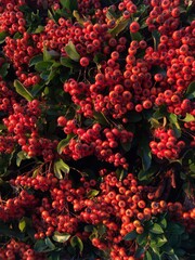 Fototapeta na wymiar red berries
