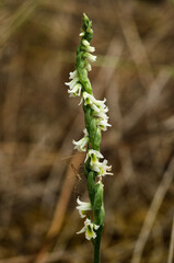 Autumn Lady's Tresses orchid with small insect - Spiranthes spiralis