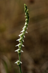 Fototapeta premium Autumn Lady's Tresses orchid flowers - Spiranthes spiralis