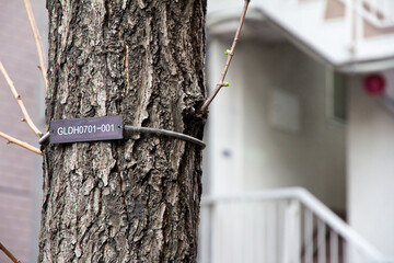 The numerical labels on the tree in Tokyo Japan.