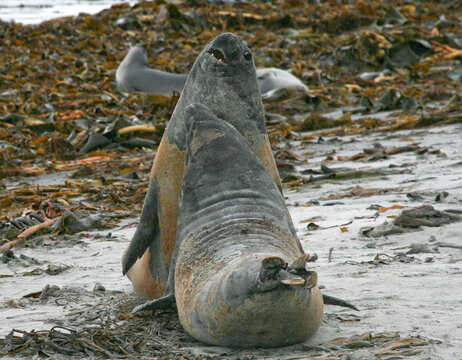 Southern elephant seals (Mirounga leonina)