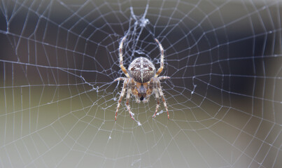 Spider sitting on a web.
