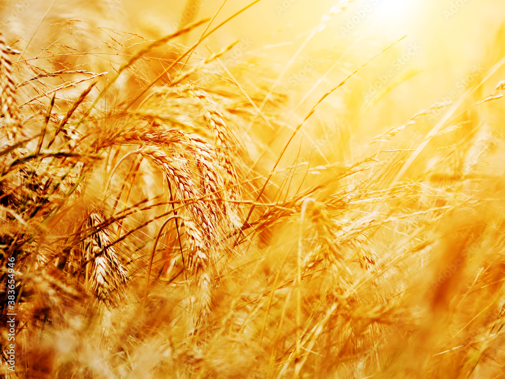 Canvas Prints sunny wheat field close-up. agriculture background