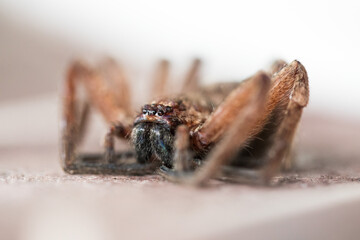spider on the ground