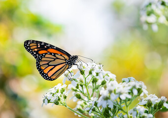 Monarch butterfly (Danaus plexippus) feeding on white flower blossoms in the garden