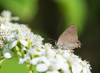 Hairstreak butterfly feeding on white flower blossoms in the garden