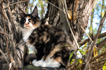 A big black and white maine coon kitten sitting on a tree in a forest in fall.