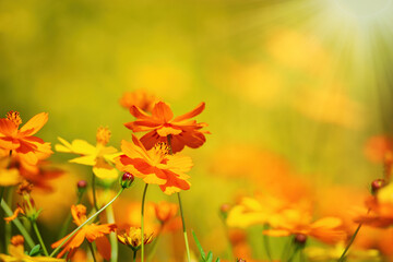 Beautiful Yellow Cosmos (Cosmos sulphureus) flowers blooming in the garden on a sunny autumn day. Copy space. 