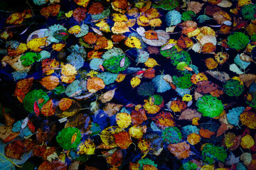 Fototapeta na wymiar 水面の落ち葉