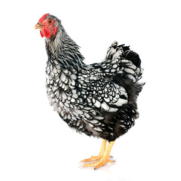 Wyandotte Chicken