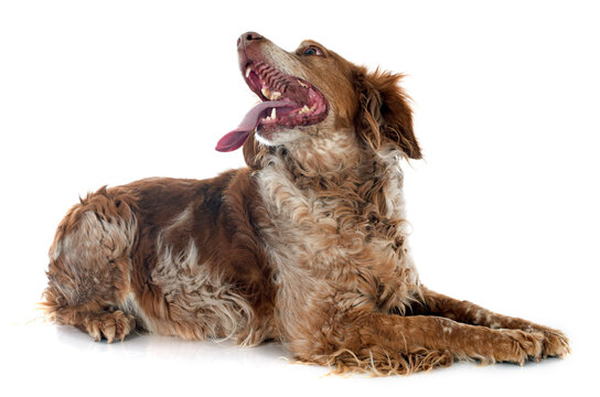 393 Best Epagneul Breton Images Stock Photos Vectors Adobe Stock