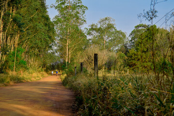 Estrada de terra entre bosque de eucaliptos