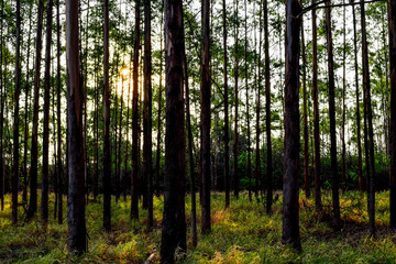 Fototapeta premium Bosque de eucaliptos