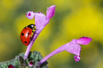 Ladybug and flower on sun