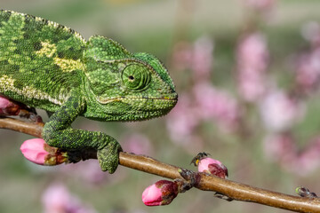 One Colorful chameleon on a branch of a tree
