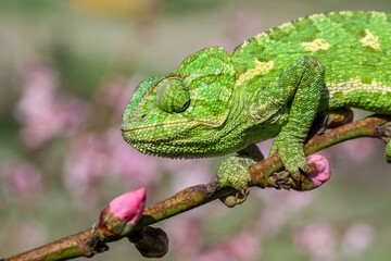 One Colorful chameleon on a branch of a tree
