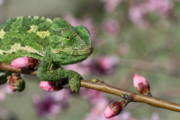 One Colorful chameleon on a branch of a tree
