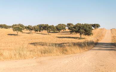 wide steppe of golden color. a small dirt road between the steppe. beauty of the Alentejo area in Portugal