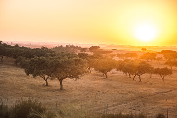 Fototapeta na wymiar beautiful sunset over a wide steppe with trees. The beauty of the sunset. The colors of the sun