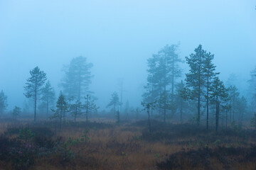 Obraz na płótnie Canvas Wetland in foggy rainy evening