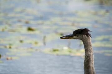 A junior great blue heron