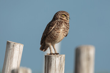 Burrowing owl with a blue sky background