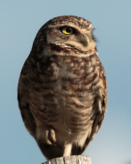 Burrowing owl with a blue sky background