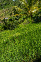 Lush green terraced farmland in Bali