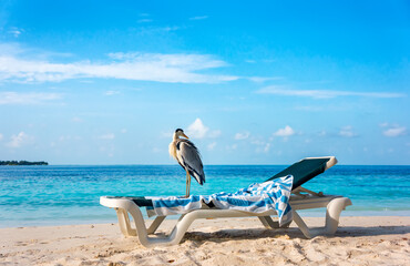 Grey Heron on a sun lounger