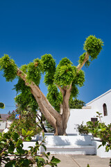 characteristic tree image of the beautiful island of Lanzarote. Canary Islands.