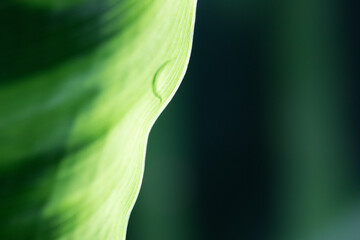 Water drop close up macro green leaves leaf garden background veins earth environment care nuture grow sustainability care protect