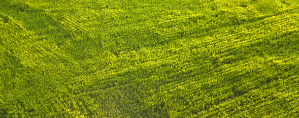 Top bird's eye aerial drone, Panorama view landscape Green rice field..