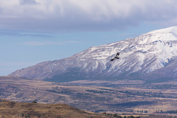 Scene view of an Andean condor (Vultur gryphus) flying against snowcapped Andes mountains, Patagonia, Argentina