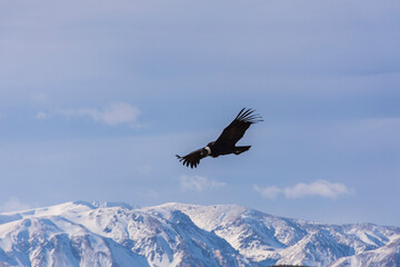 Scene view of an Andean condor (Vultur gryphus) flying against snowcapped Andes mountains,...