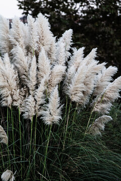 Pampas grass growing at a gulf course in Southern California