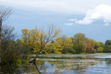 Beautiful fall colours on trees 