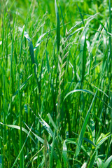 見沼田圃の野草・ネズミムギ