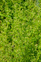 見沼田圃の野草・ヤエムグラ