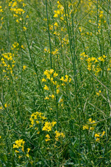 Fototapeta premium 見沼田圃の野草・セイヨウアブラナ